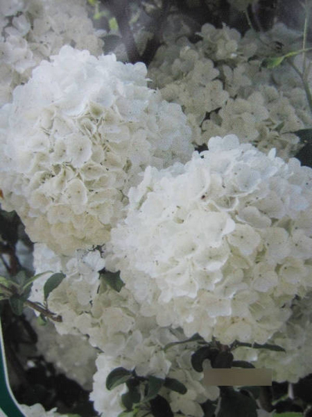 Viburnum macrocephalum Fortuna - Hortensien Schneeball Fortuna